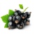 000043_blackcurrant_620538402