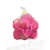 000161_fuji_apple_s_497254155