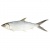 000376_ikan_susu_