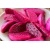 chopped_dragon_fruits