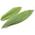daun-kunyit-1