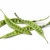 fresh-petai-beans-pmnyhje-scaled-1-e1607622695138