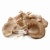oyster-mushroom-200g