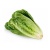 qtf_lettuce_romaine_image_2_1051725682