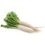 white-radish_498336129