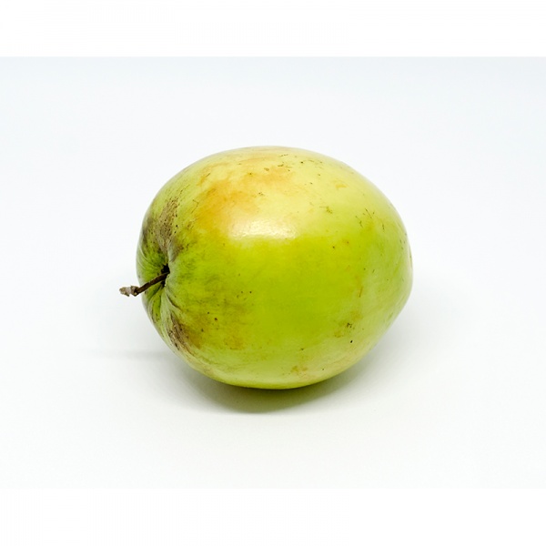 000084_buah_bidara_jujube_1018303569