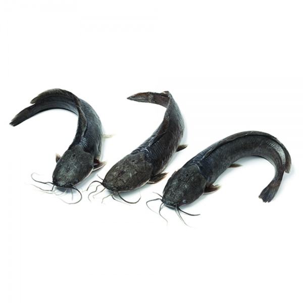 000357_ikan_keli_1988345046