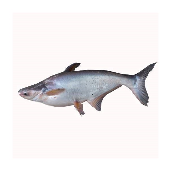 000369_ikan-patin_
