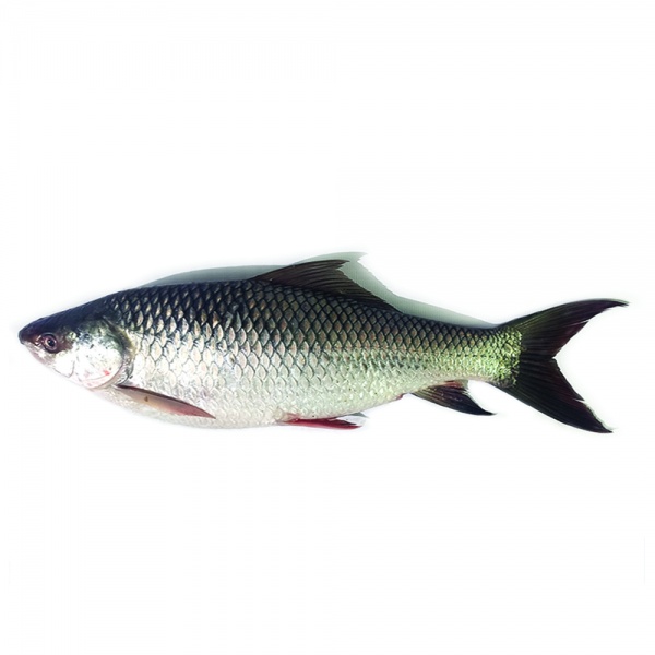 000372_ikan_rohu