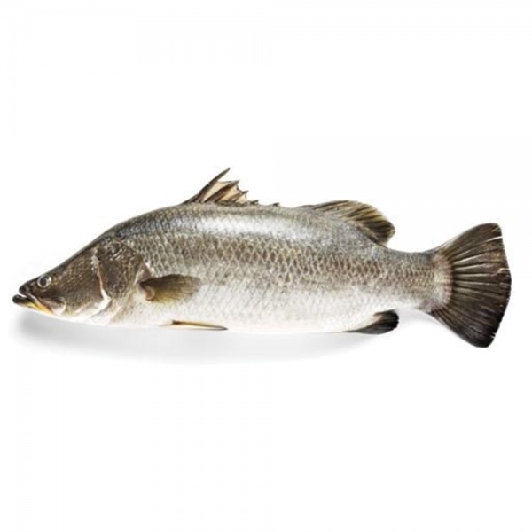 000375_ikan_siakap_500g-_600-_2020942133