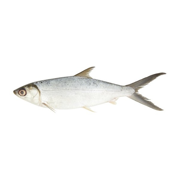 000376_ikan_susu_