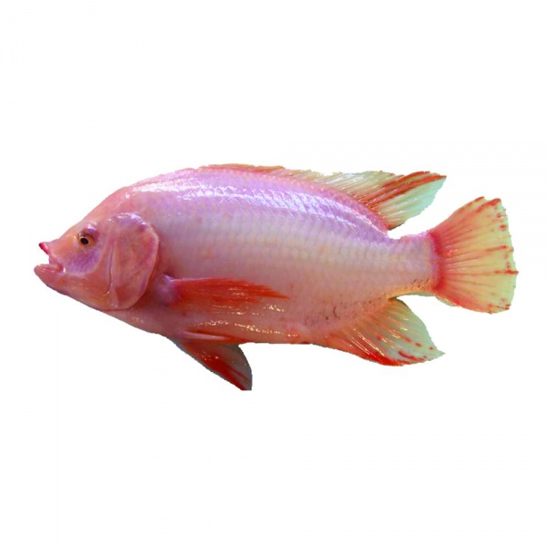 000378_ikan_talapia_400-500g-