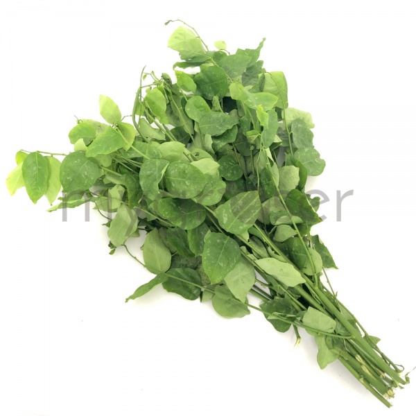 1597831512334-pucuk-manis-2-edited_1054174870