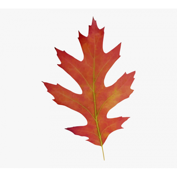 83-838185_maple-clipart-acorn-leaf-red-oak-leaf-clipart