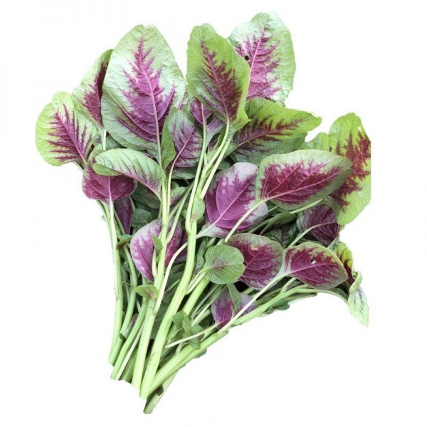 amaranth-seeds-benih-bayam-s133-1_387456723