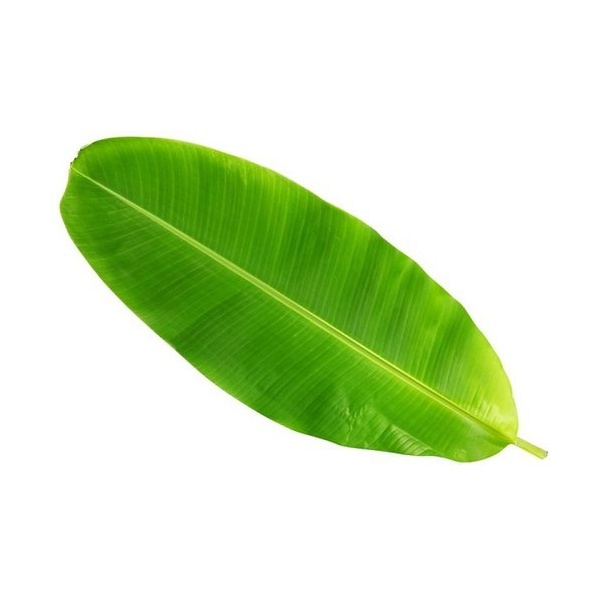 banana-leaf-500x500_2146006095