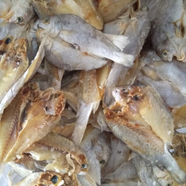 ikan_anak_gelama_100gm