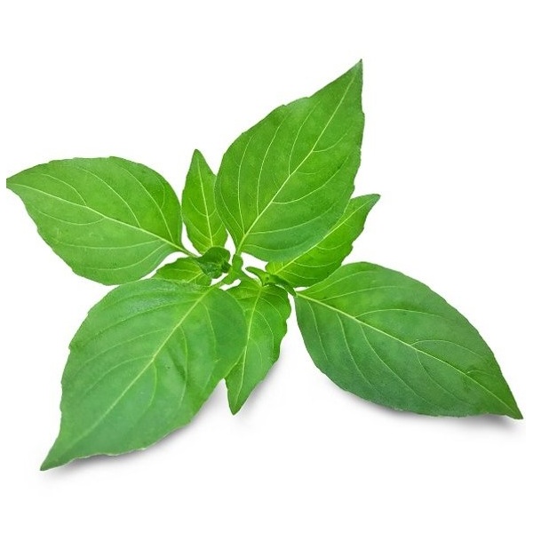 kemangi_434349486