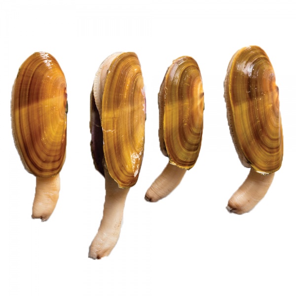 LALA PANJANG [SMALL RAZOR CLAM] (500G+-)