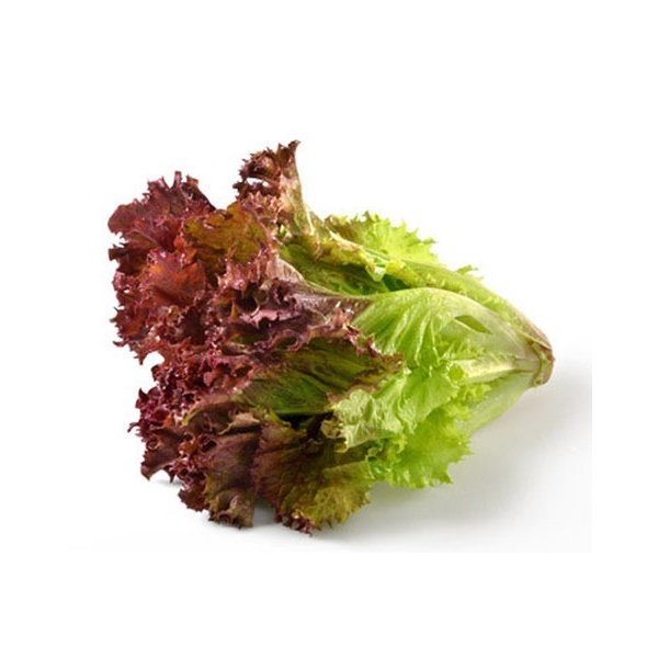 lettuce_red_coral2