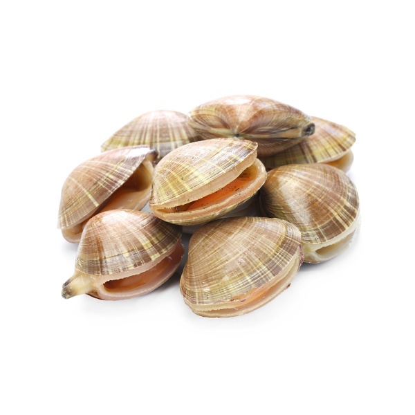 short_neck_clam_clam_asali