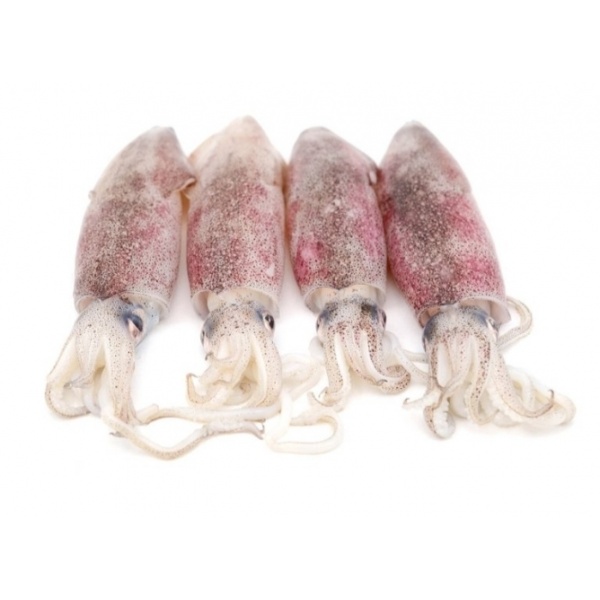 sotong_frozen_2kg-_pkt