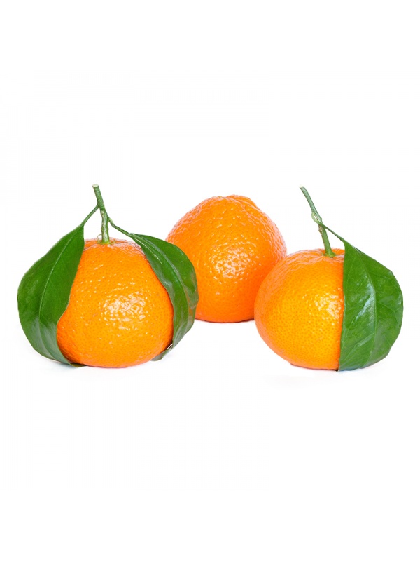000117_mandarin_oranges_citrus_reticulata_1875513502