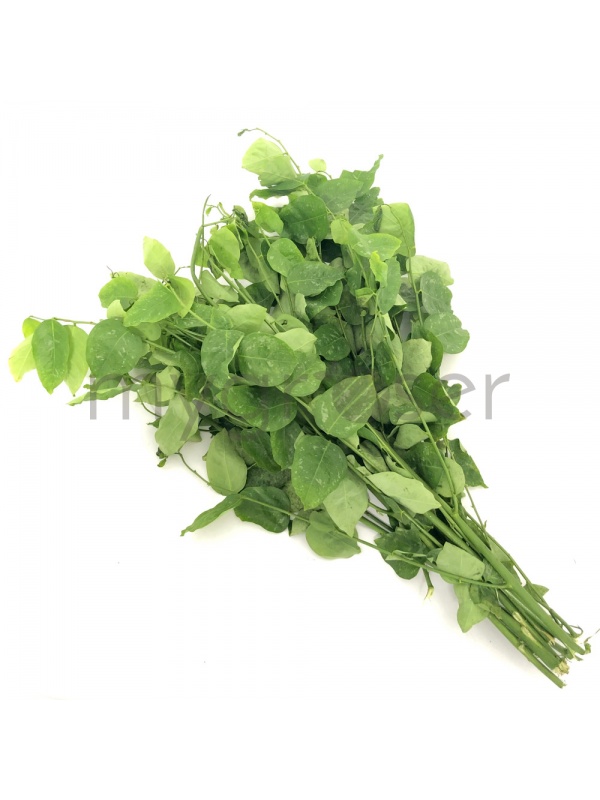 1597831512334-pucuk-manis-2-edited