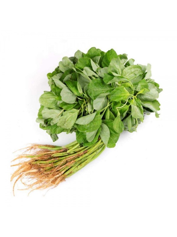 1604199501323-1baby_bayam2_414867531