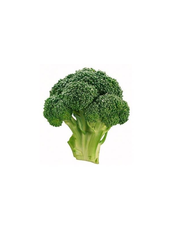 51ykqqikl__ac_ss450__334604941