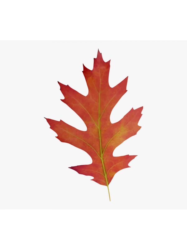 83-838185_maple-clipart-acorn-leaf-red-oak-leaf-clipart
