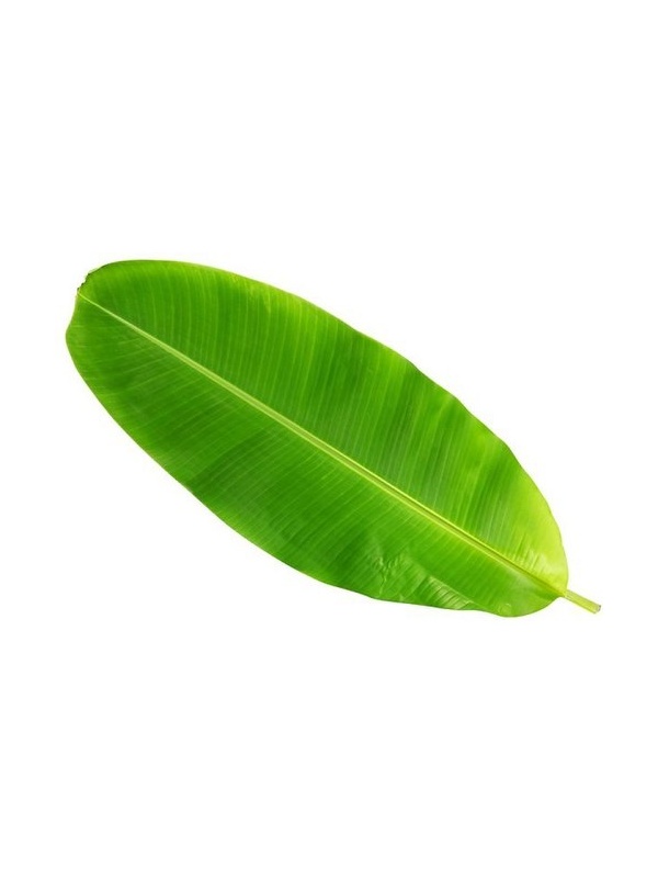 banana-leaf-500x500