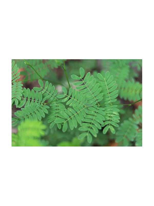 istockphoto-1135293215-170667a_1407655533