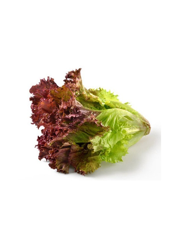 lettuce_red_coral2