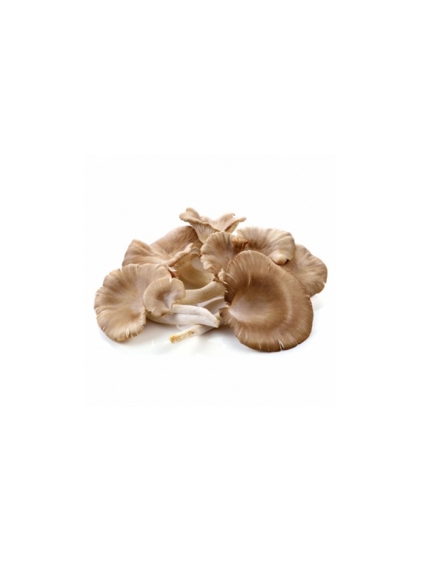 oyster-mushroom-200g_138487376