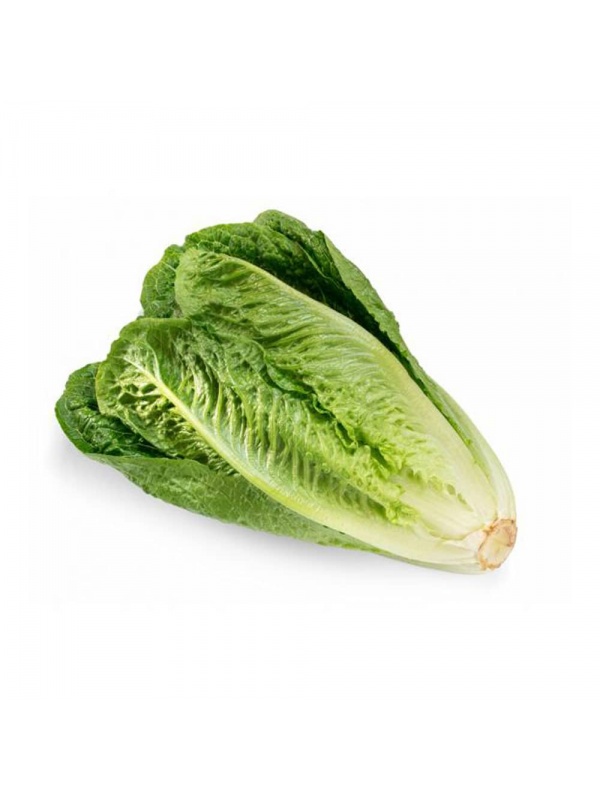 qtf_lettuce_romaine_image_2_1051725682
