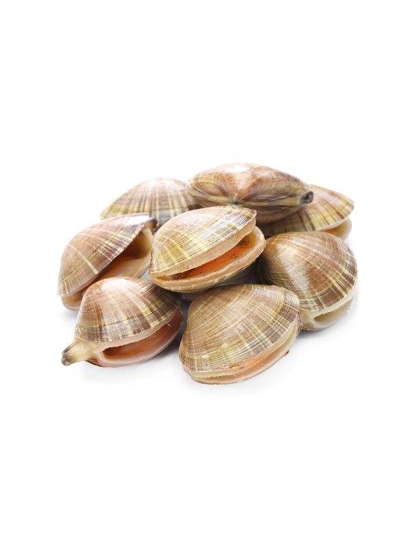 short_neck_clam_clam_asali