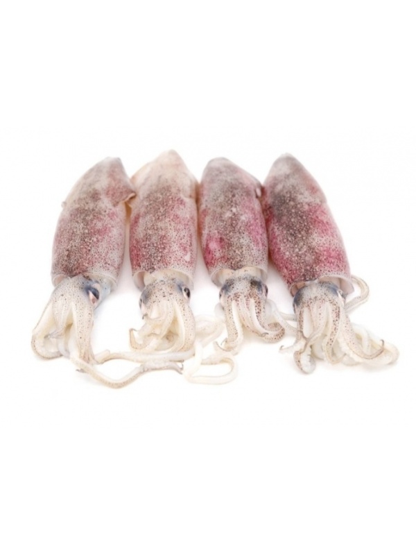 sotong_frozen_2kg-_pkt