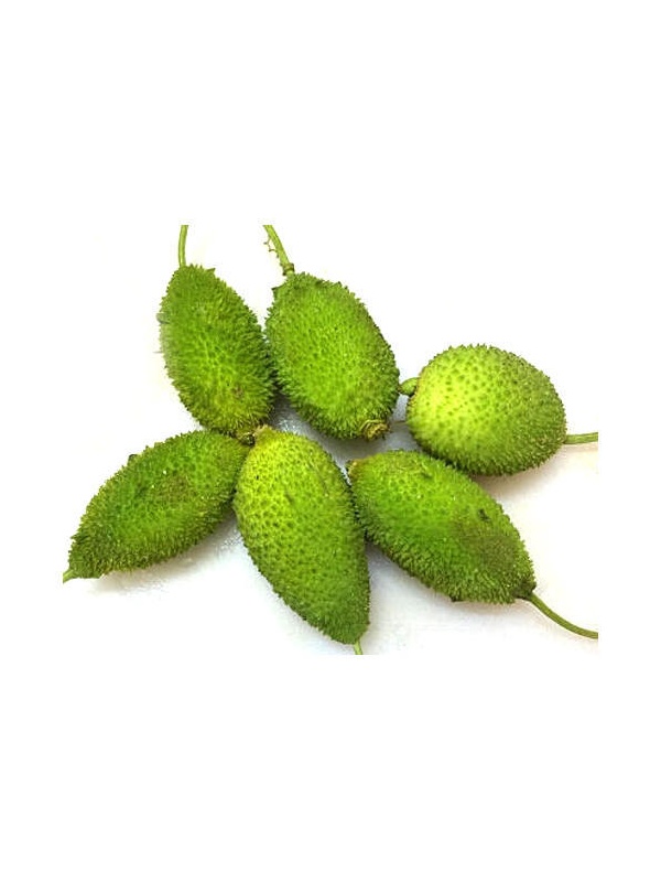 teasel-gourd-or-kakrol-500x500